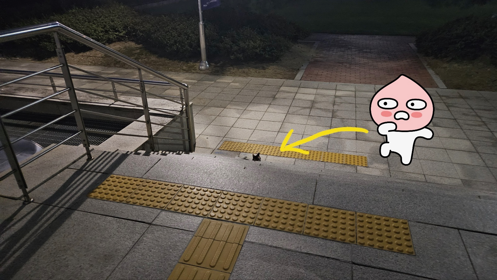 A cat peeking over the campus steps, highlighted by a yellow arrow and a cartoon sticker
